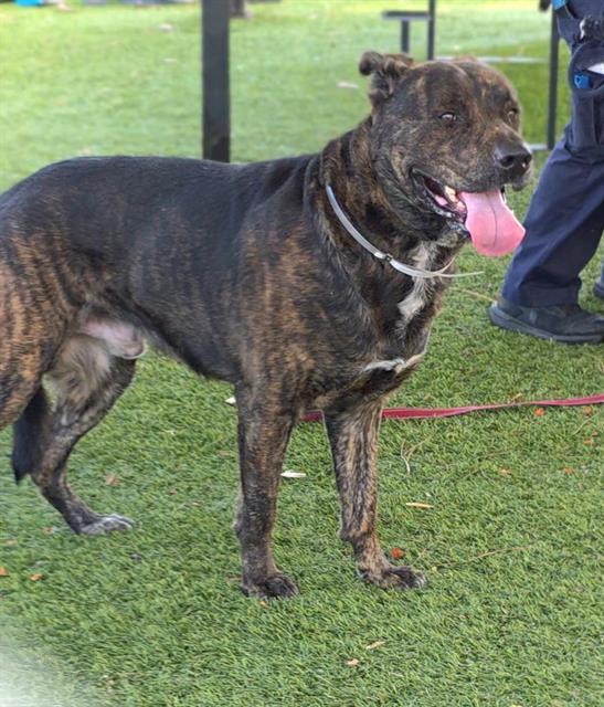 Enlarge MASTODON, a Adoptable mixed breed in Downey, CA image 1/1