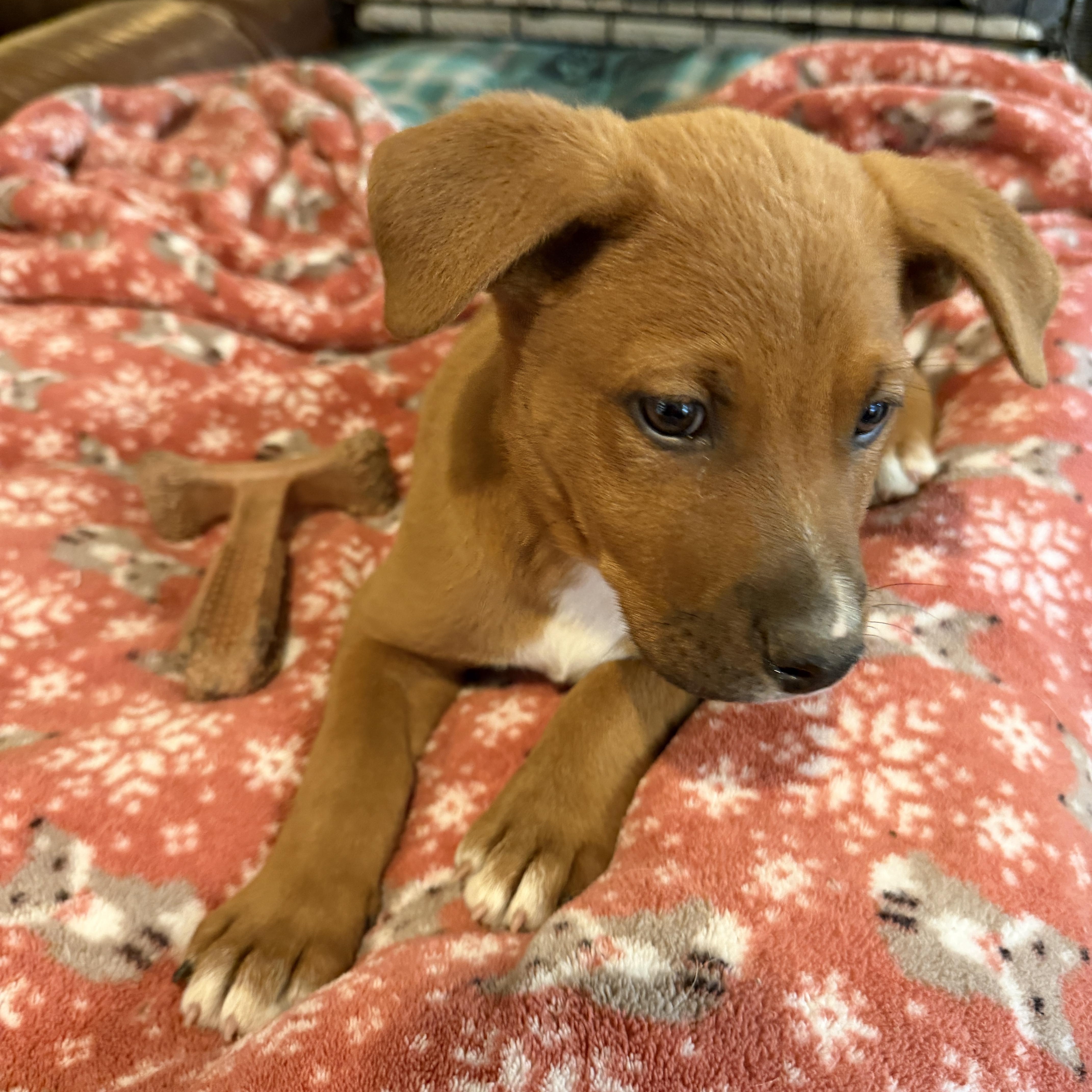 Enlarge Kasten, an adoptable mixed breed in Gilbert, AZ image 4/6