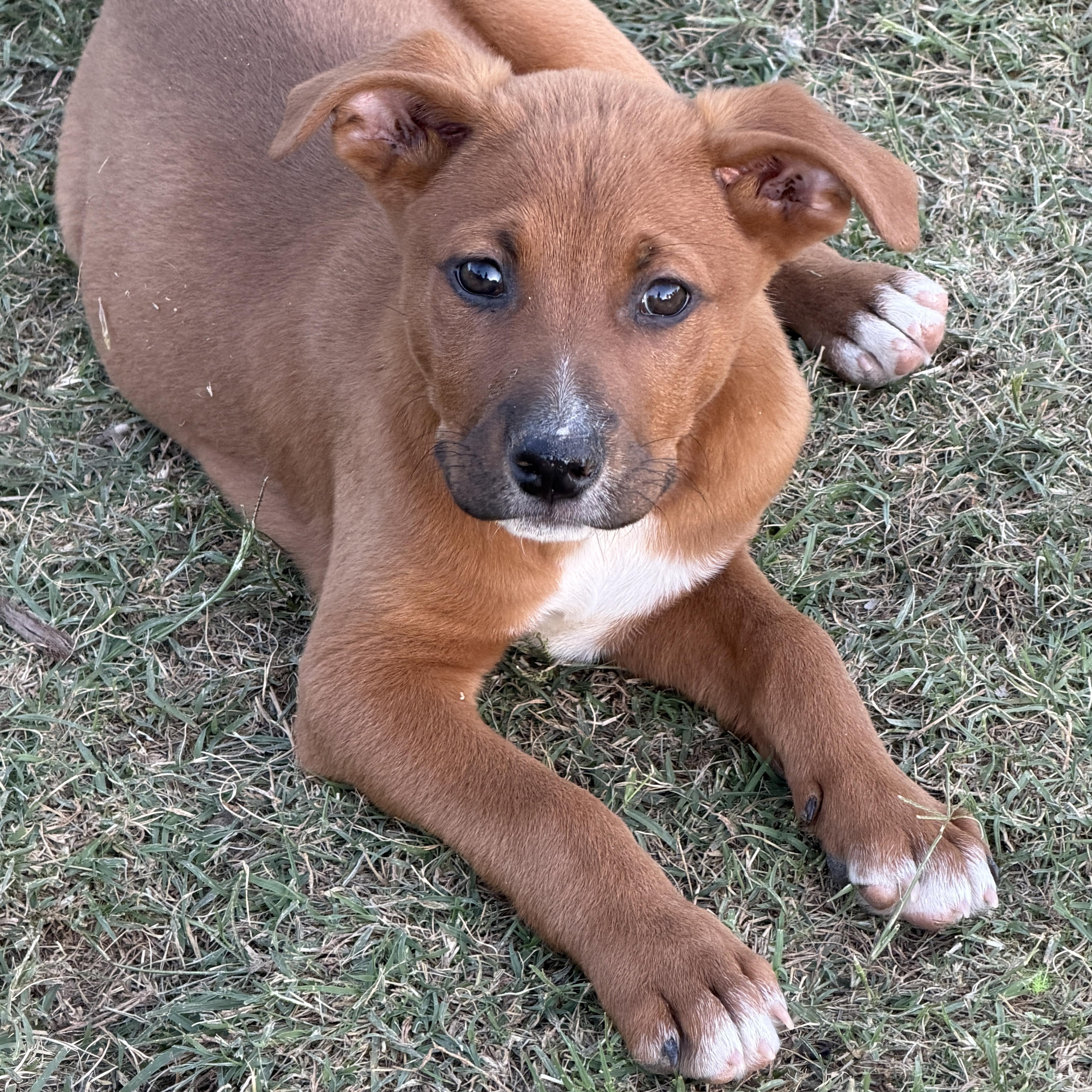 Kasten, adoptable, Puppy Male Rhodesian Ridgeback & Black Mouth Cur.