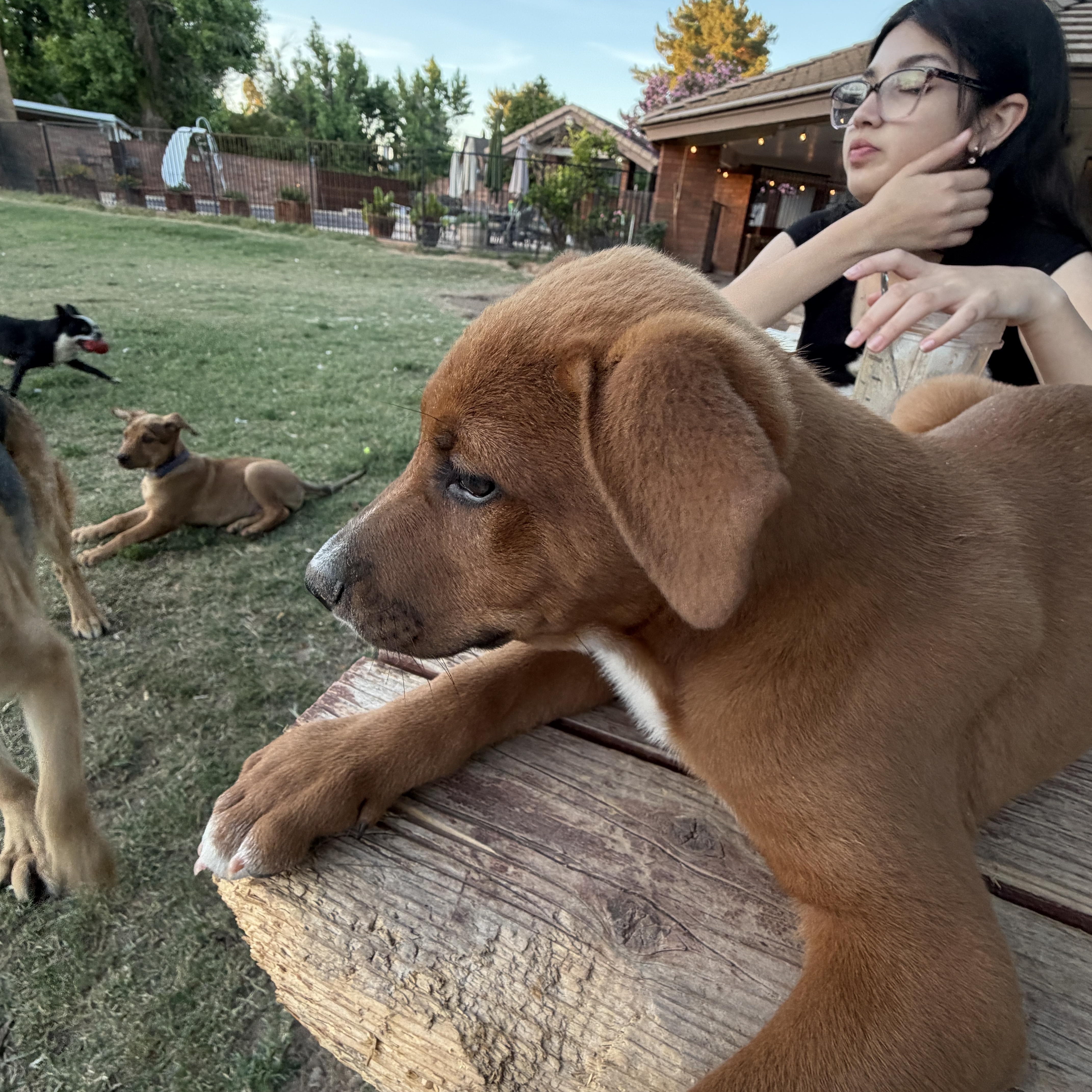 Enlarge Kasten, an adoptable mixed breed in Gilbert, AZ image 6/6