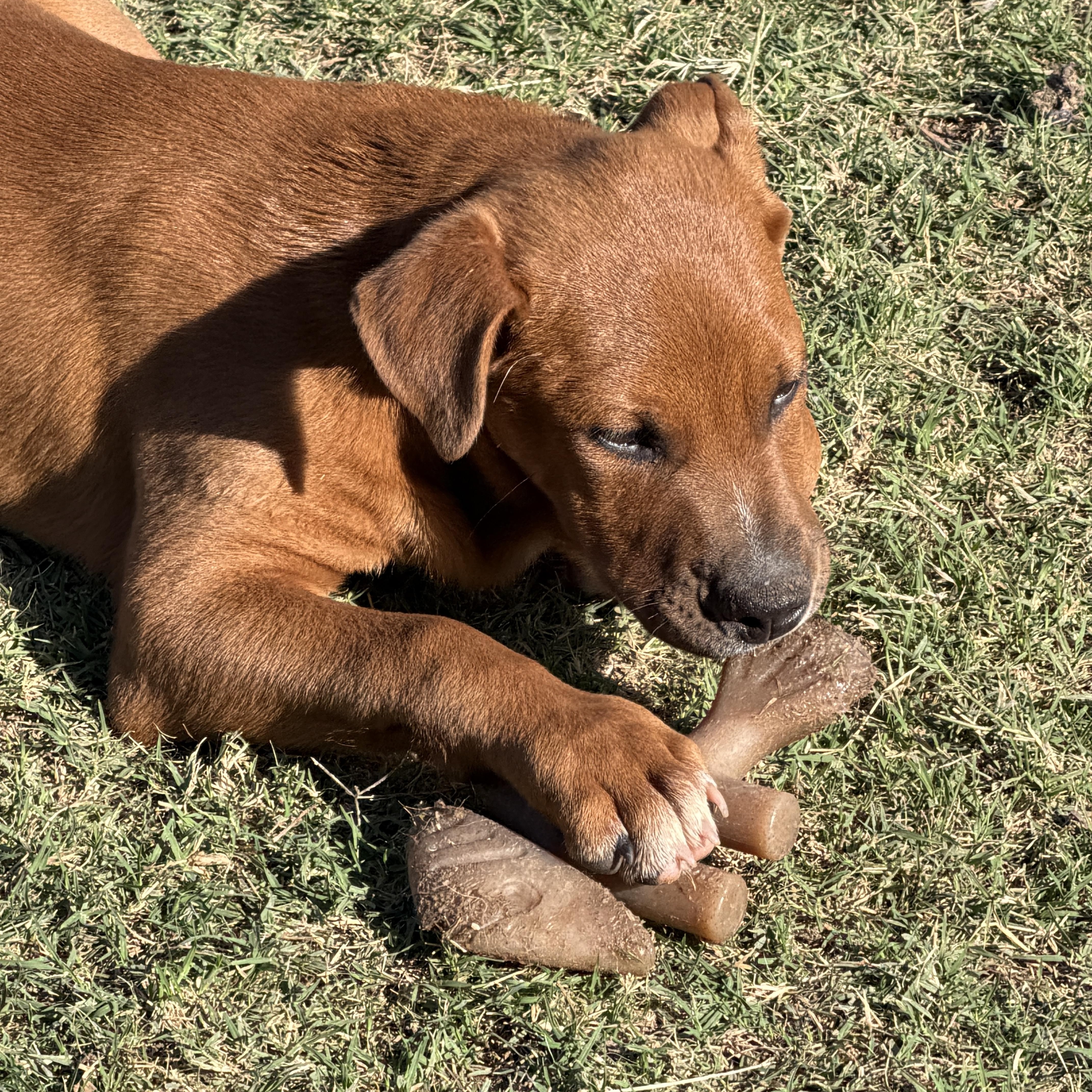 Enlarge Kasten, an adoptable mixed breed in Gilbert, AZ image 5/6