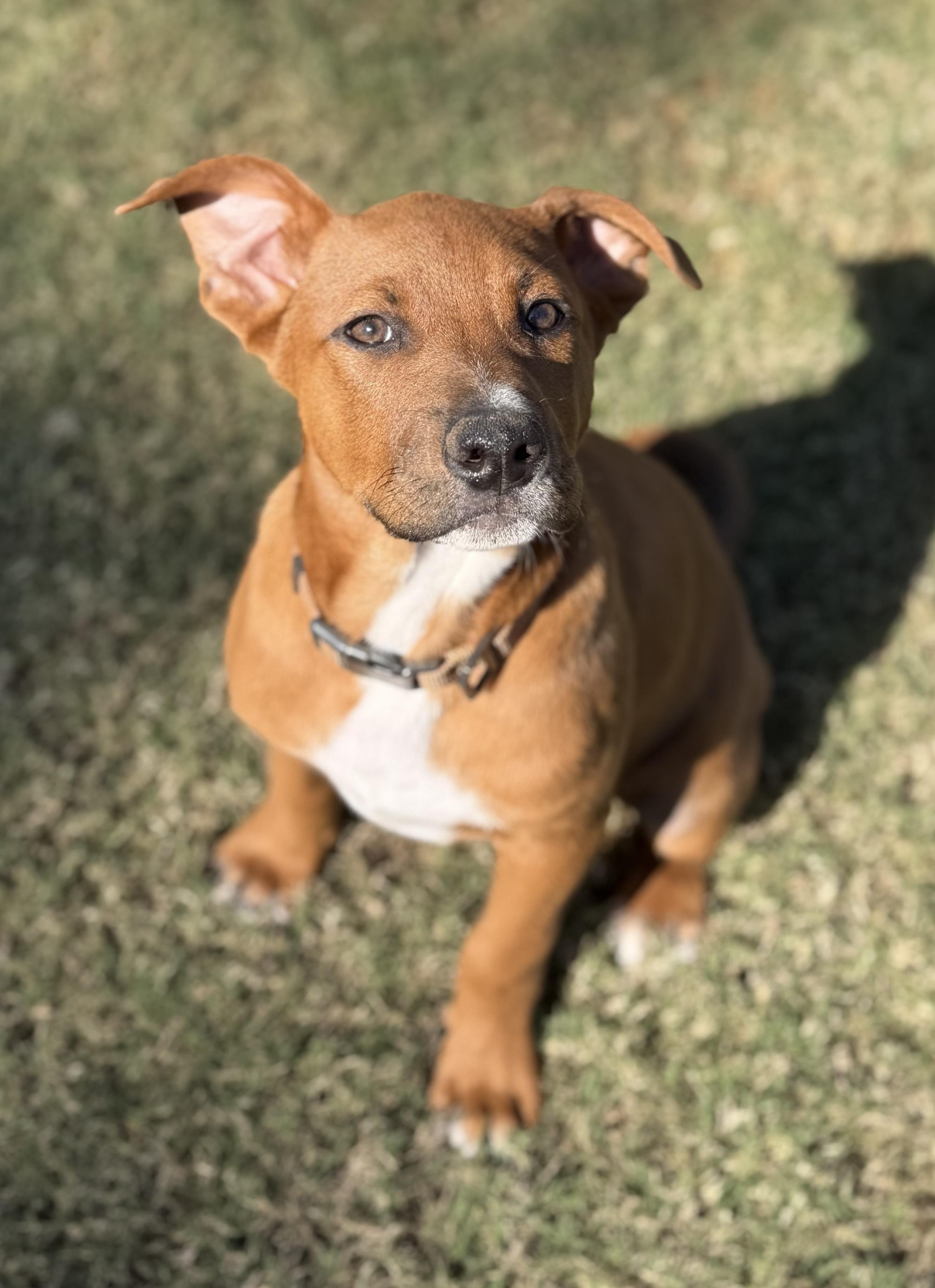 Kasten, adoptable, Puppy Male Rhodesian Ridgeback & Black Mouth Cur.