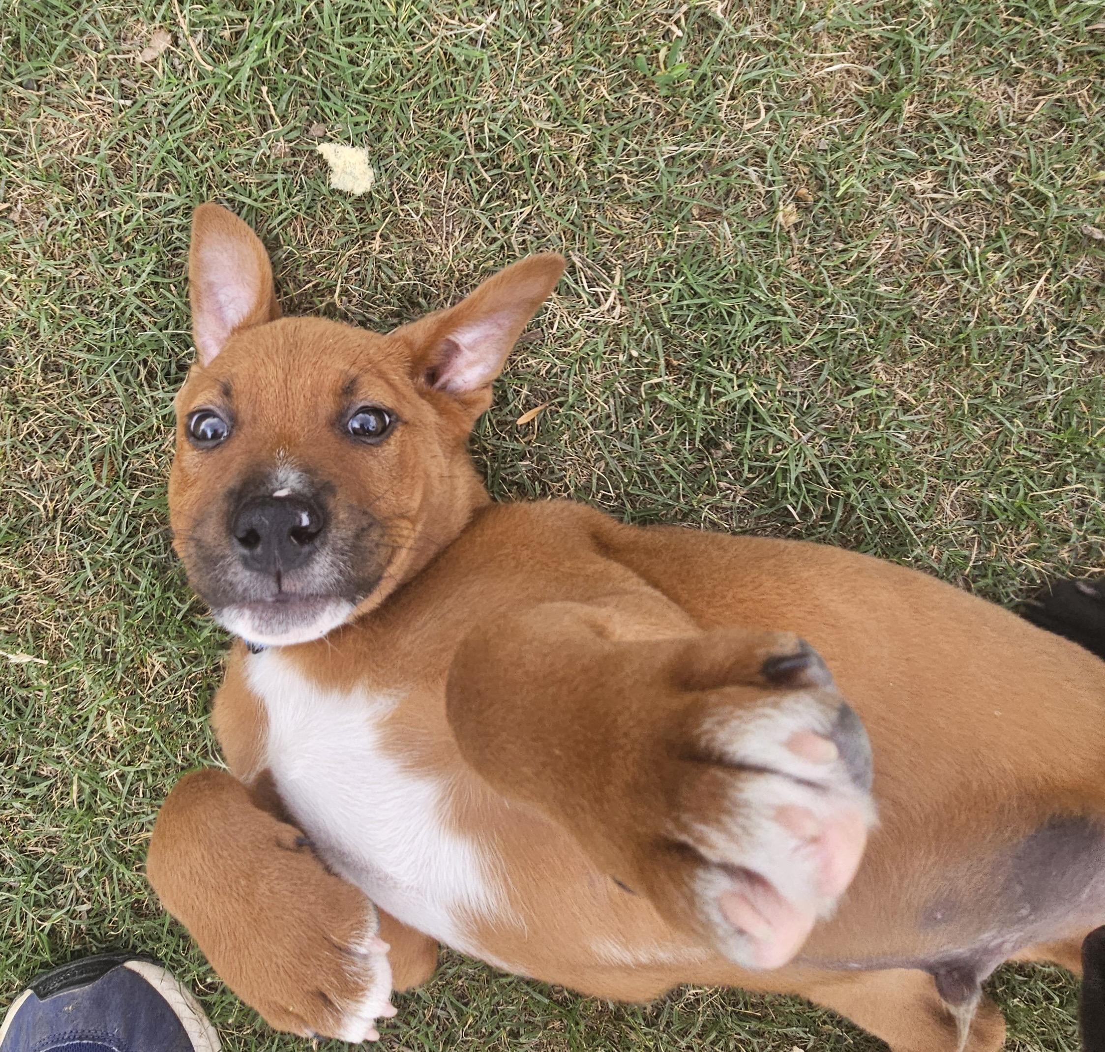 Enlarge Kasten, an adoptable mixed breed in Gilbert, AZ image 5/6