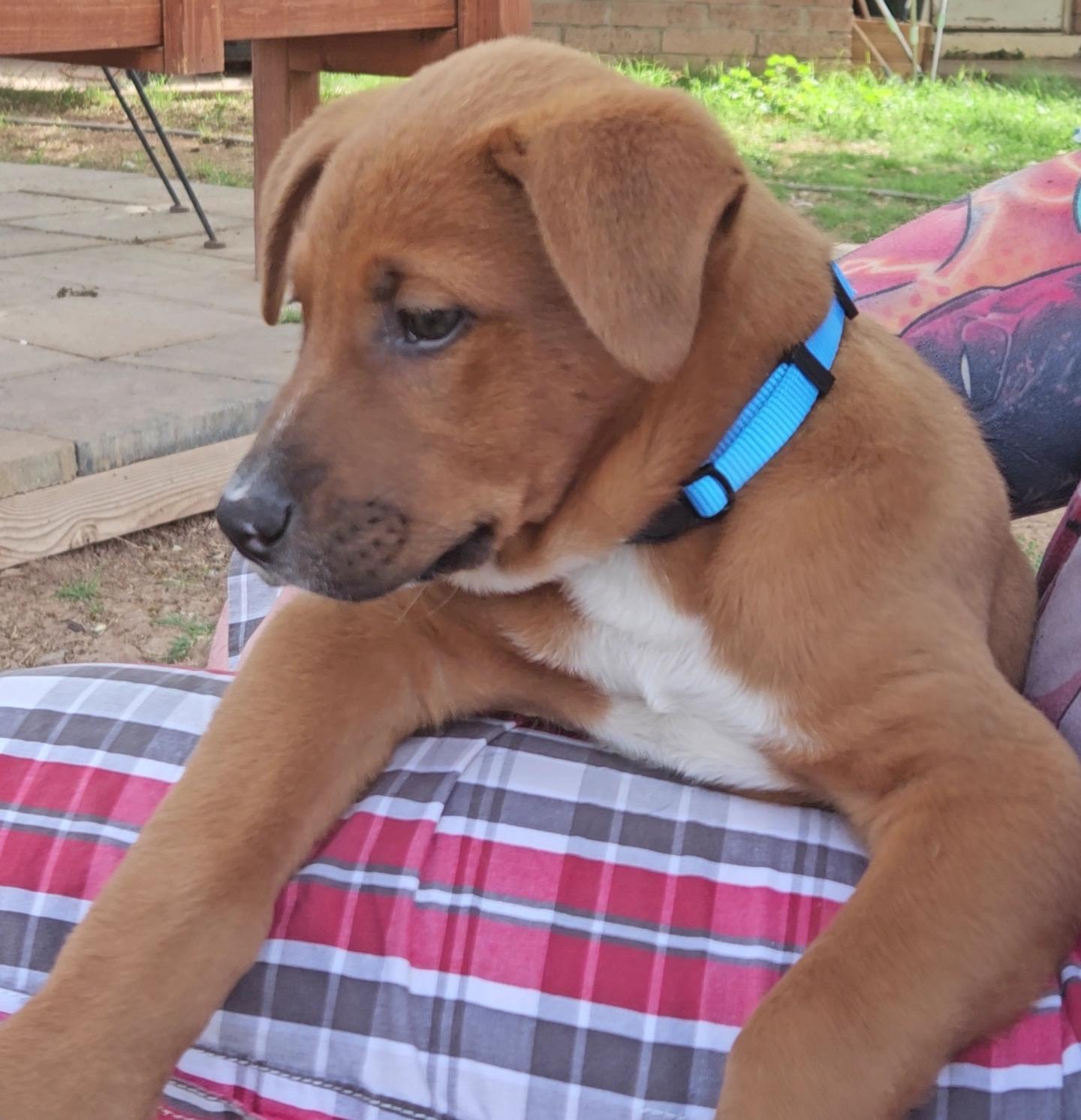 Enlarge Kasten, an adoptable mixed breed in Gilbert, AZ image 1/6