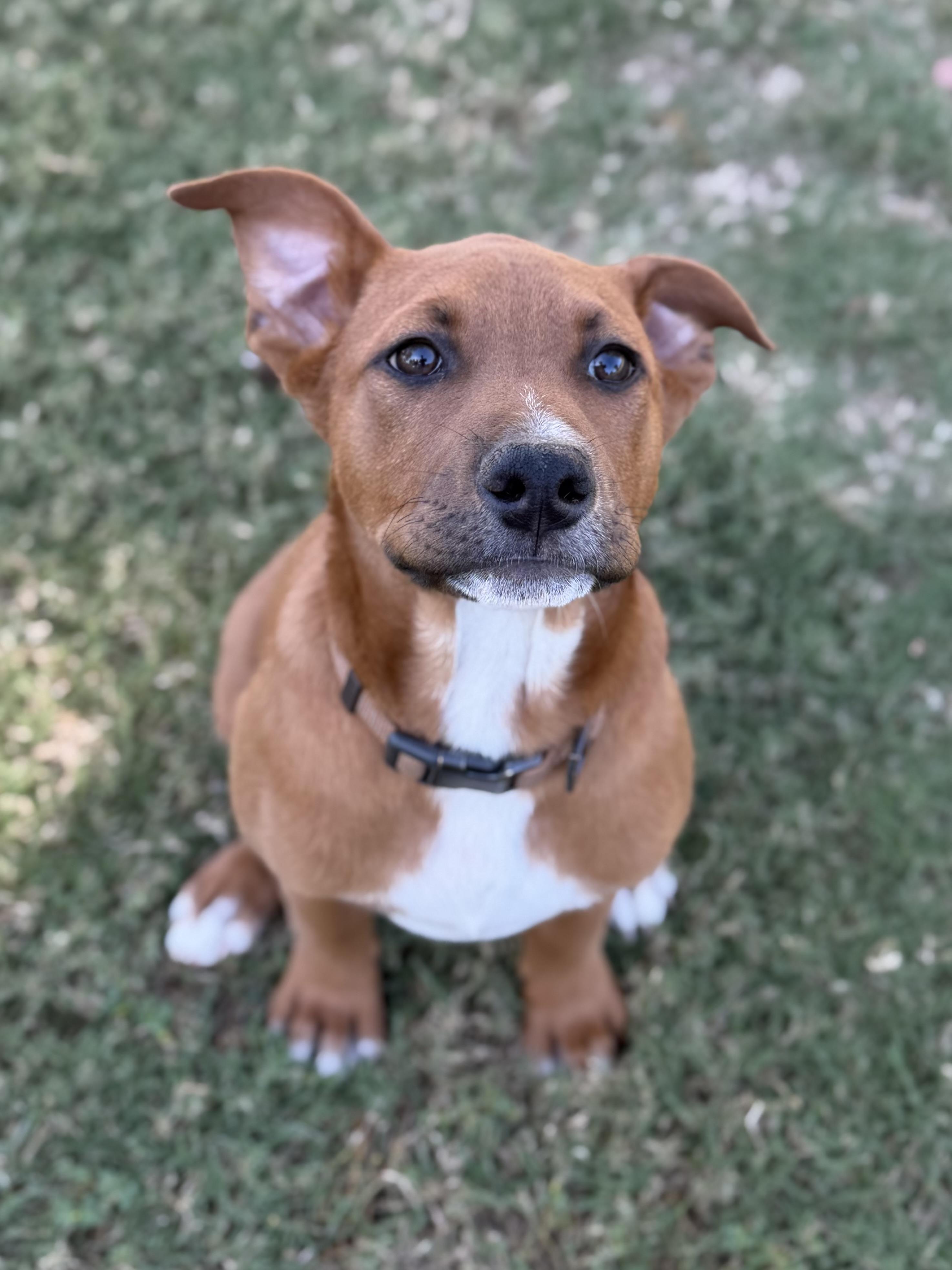 Enlarge Kasten, an adoptable mixed breed in Gilbert, AZ image 6/6