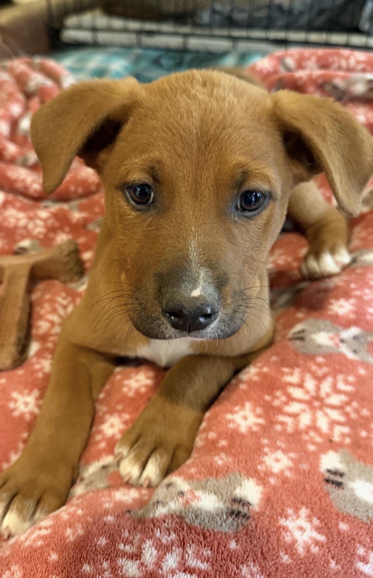 Enlarge Kasten, an adoptable mixed breed in Gilbert, AZ image 3/6