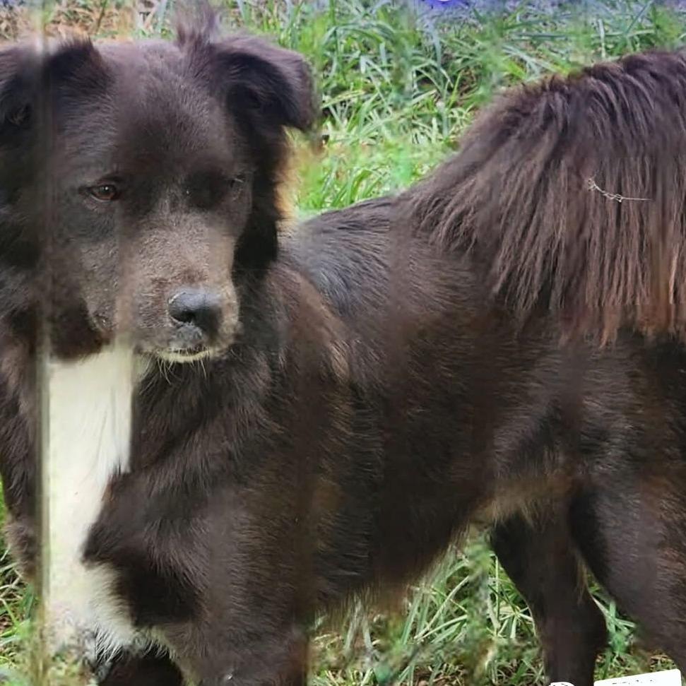 Mr. Floof, Adoptable, Adult Male Border Collie & Mixed Breed.