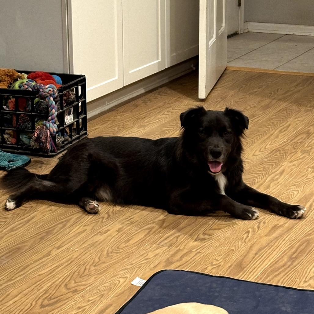 Mr. Floof, a Adoptable mixed breed in Muscatine, IA image 2/6