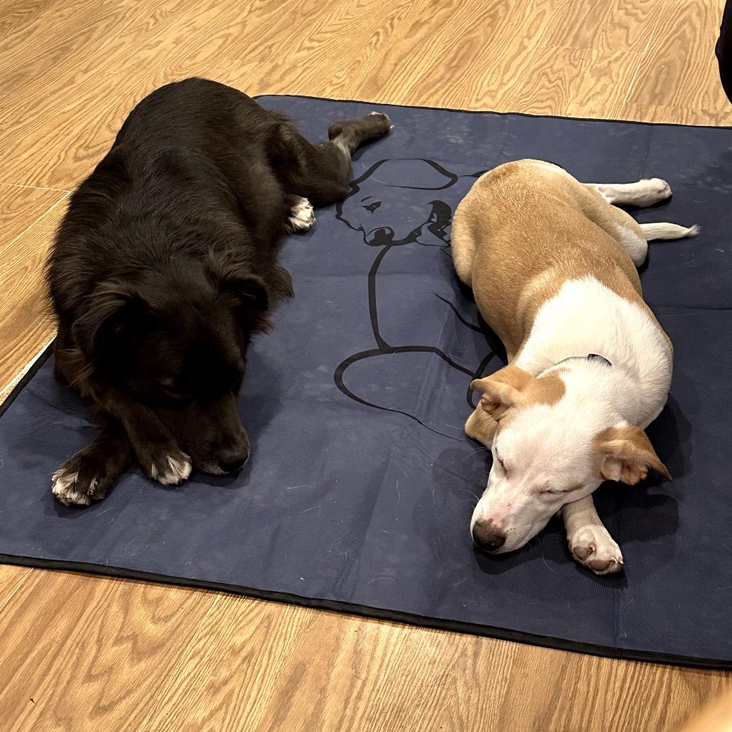 Mr. Floof, a Adoptable mixed breed in Muscatine, IA image 3/6