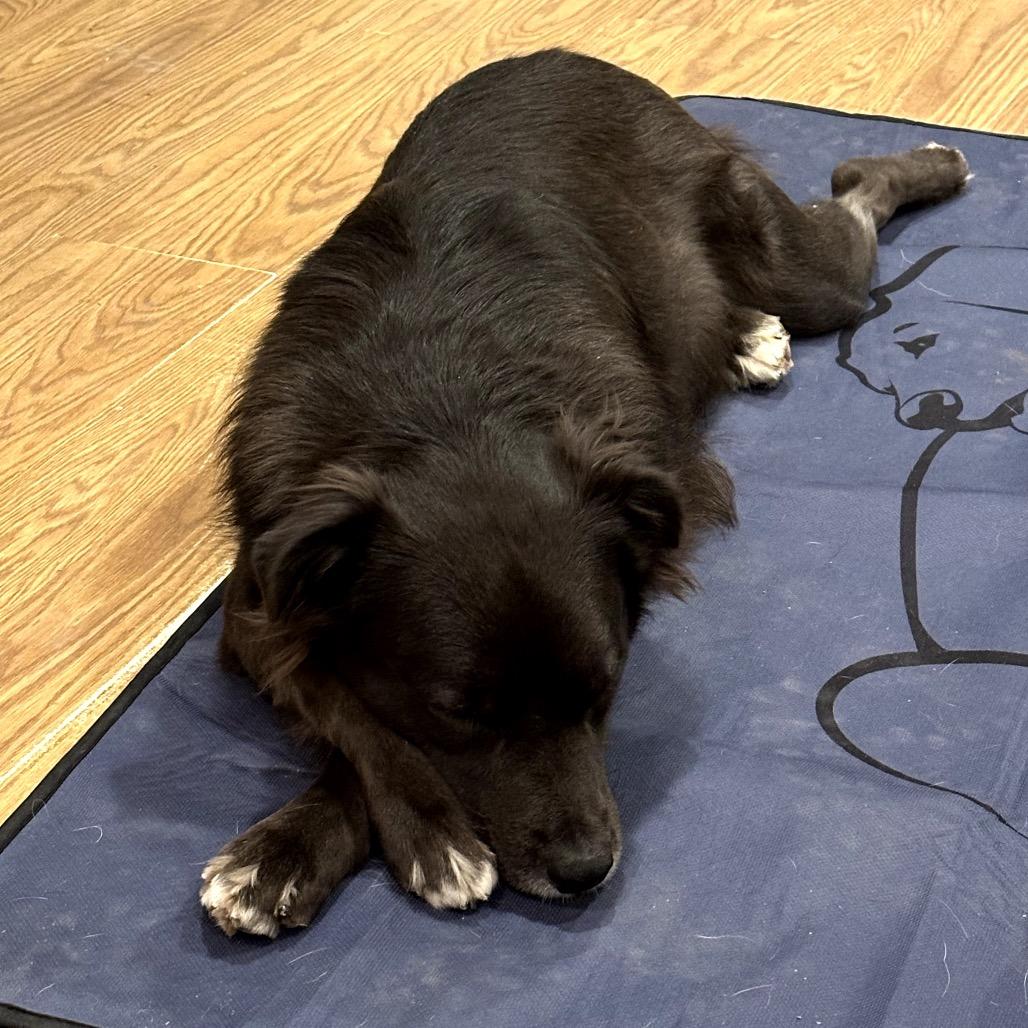 Mr. Floof, a Adoptable mixed breed in Muscatine, IA image 4/6