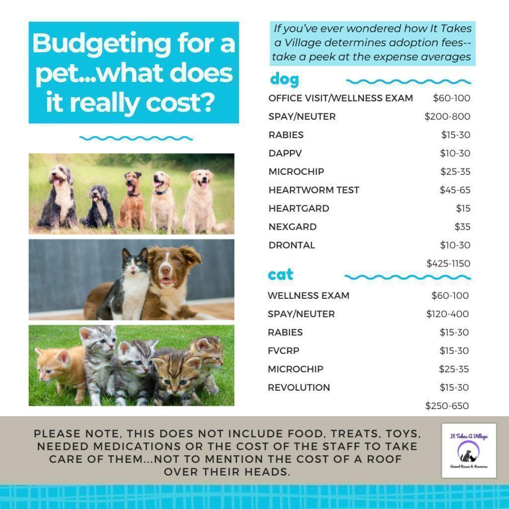 Mr. Floof, a Adoptable mixed breed in Muscatine, IA image 5/6