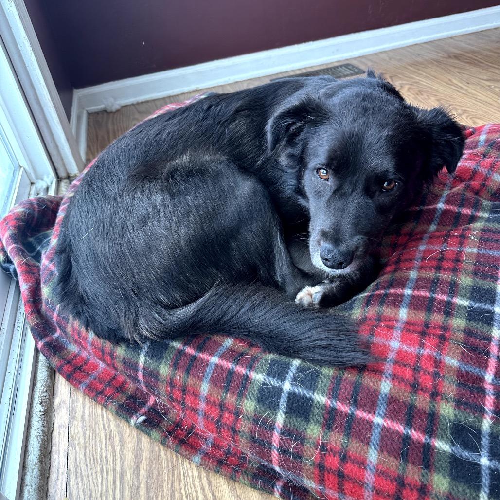 Mr. Floof, a Adoptable mixed breed in Muscatine, IA image 6/6