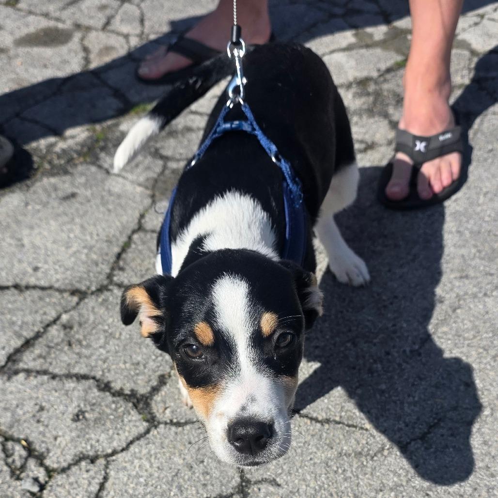 Dalton, Adoptable, Young Male German Shepherd Dog & Mixed Breed.