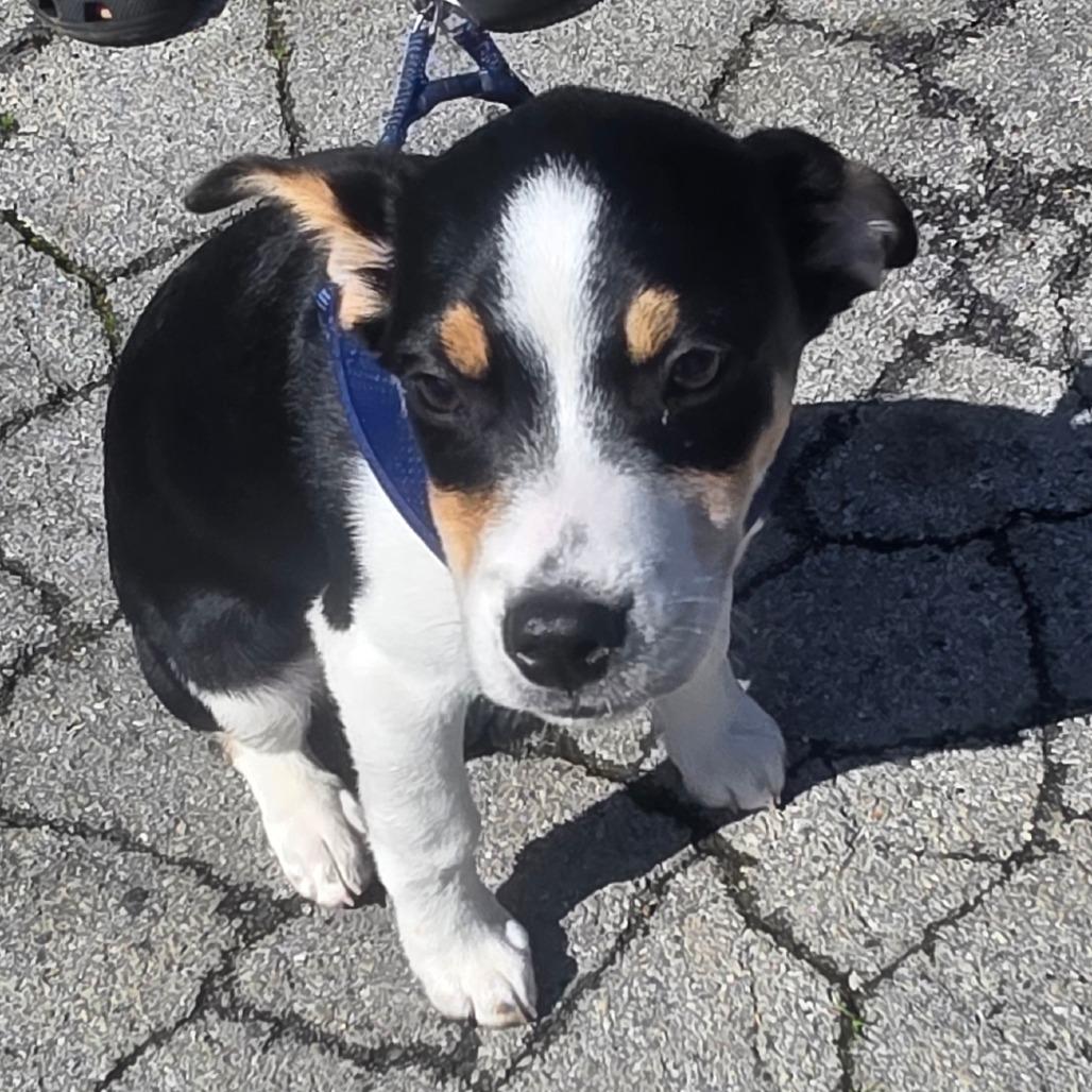 Enlarge Dalton, a Adoptable mixed breed in Rossville, GA image 2/6
