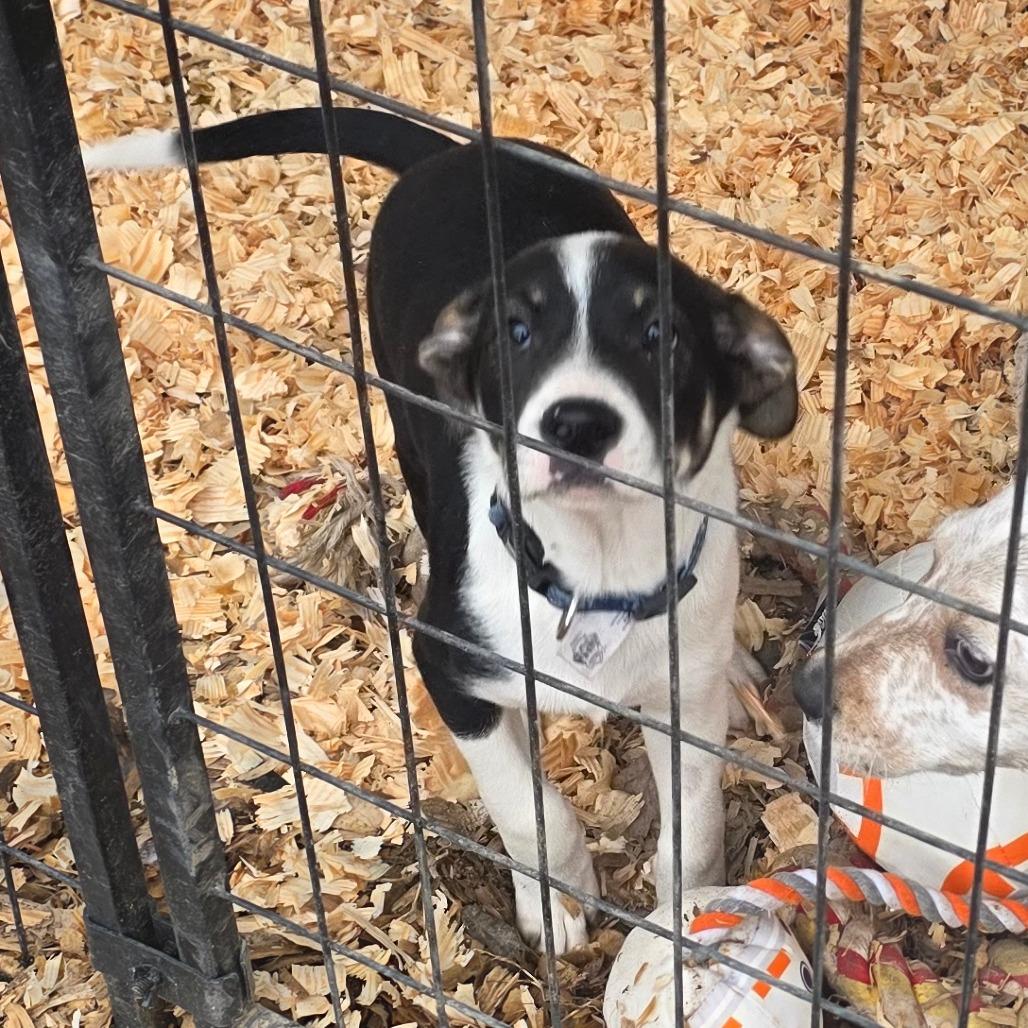 Enlarge Dalton, a Adoptable mixed breed in Rossville, GA image 3/6