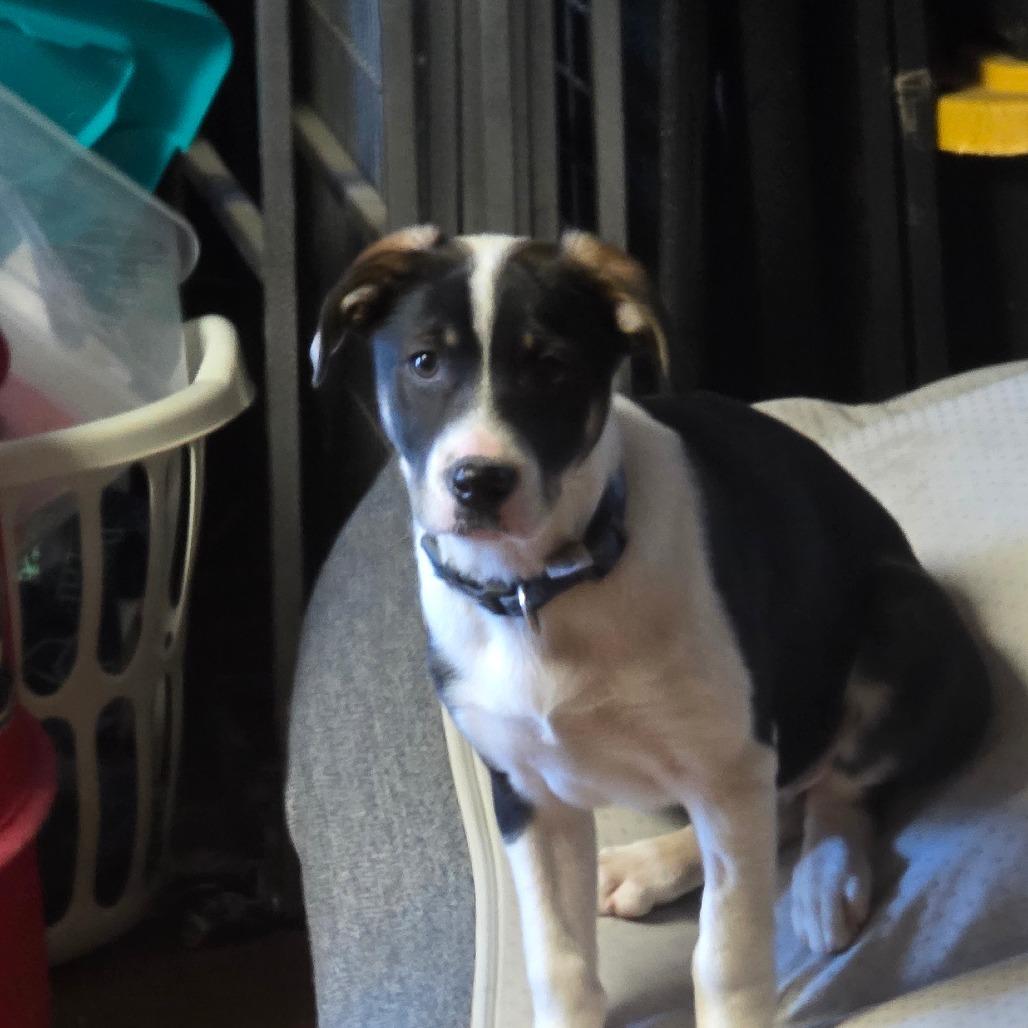 Enlarge Dalton, a Adoptable mixed breed in Rossville, GA image 4/6