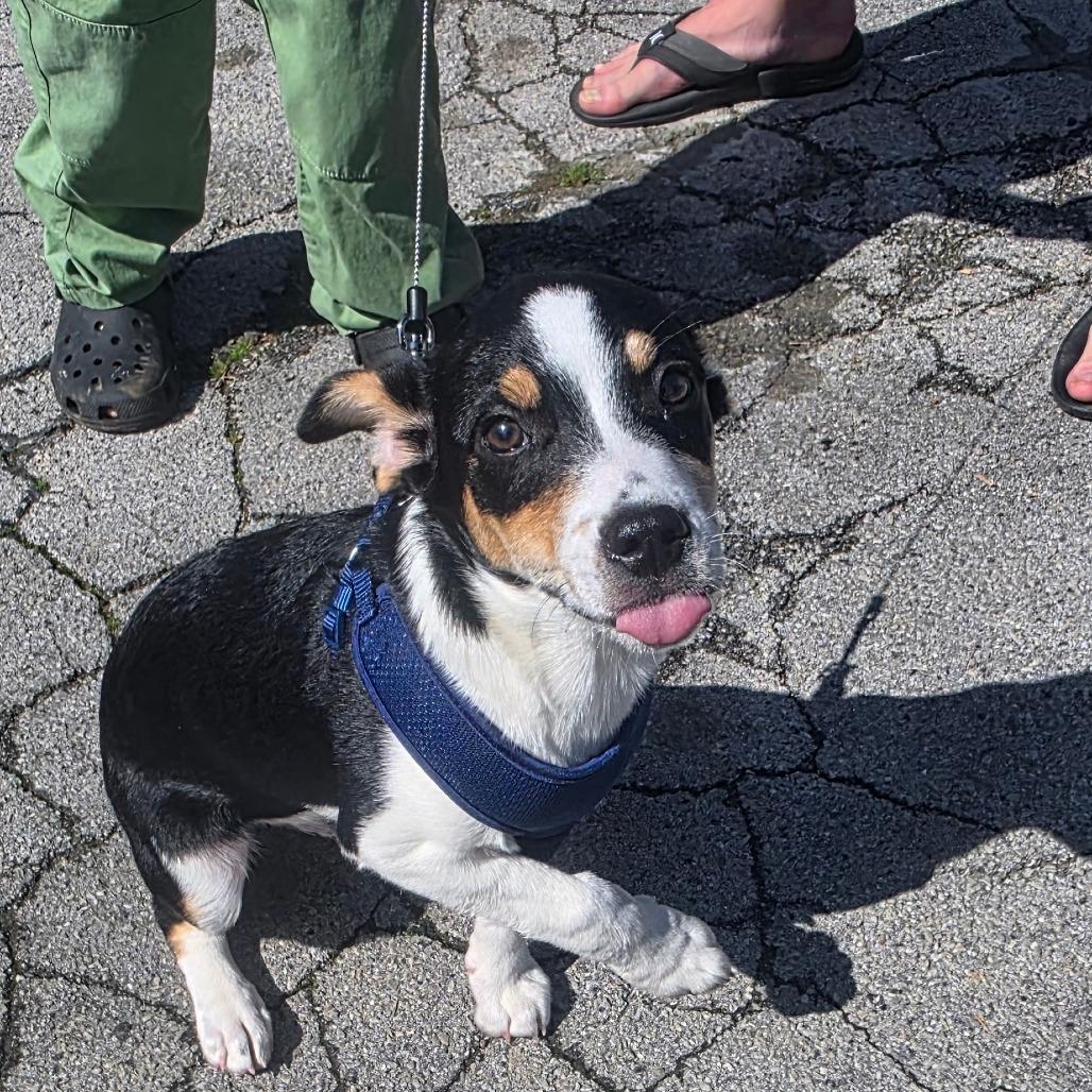 Enlarge Dalton, a Adoptable mixed breed in Rossville, GA image 5/6
