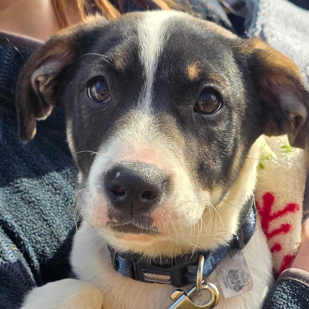 Enlarge Dalton, a Adoptable mixed breed in Rossville, GA image 6/6