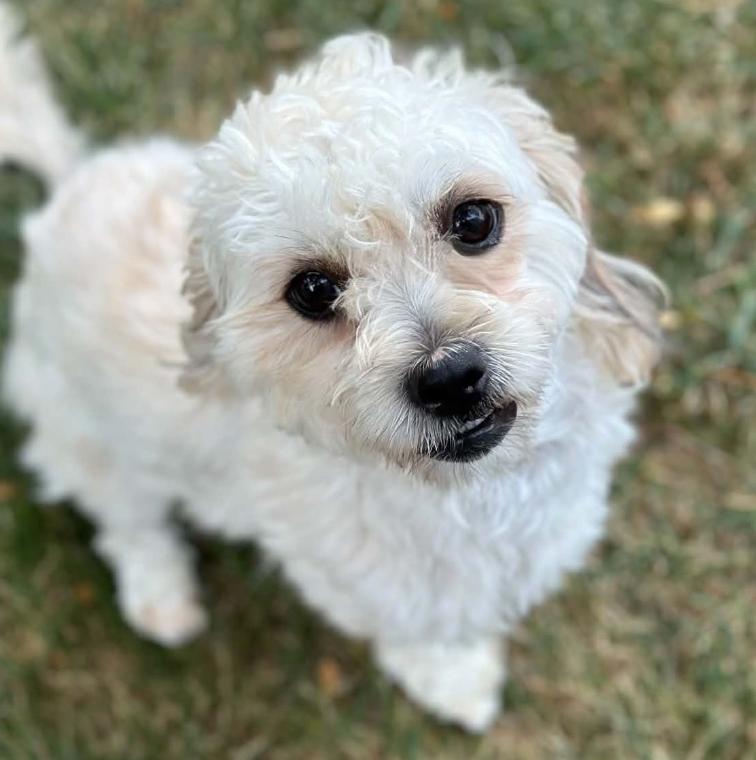 Maggie, adoptable, Young Female Miniature Poodle & Mixed Breed.