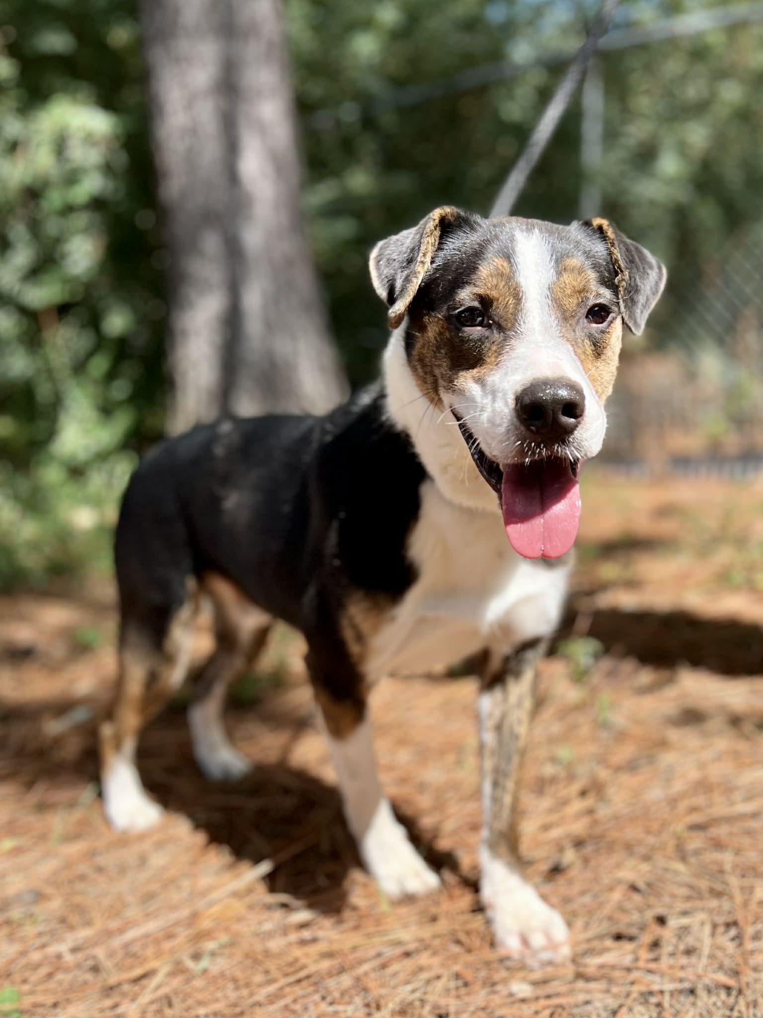 Kyzer, ADOPTABLE, Adult Male Mixed Breed.