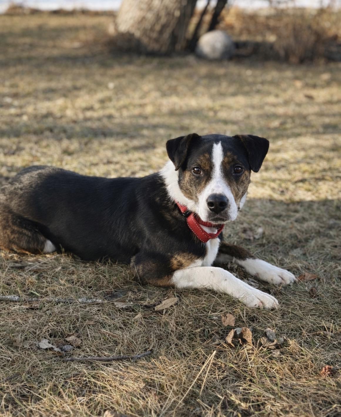 Enlarge Kyzer, an adoptable mixed breed in Brunswick, ME image 1/5