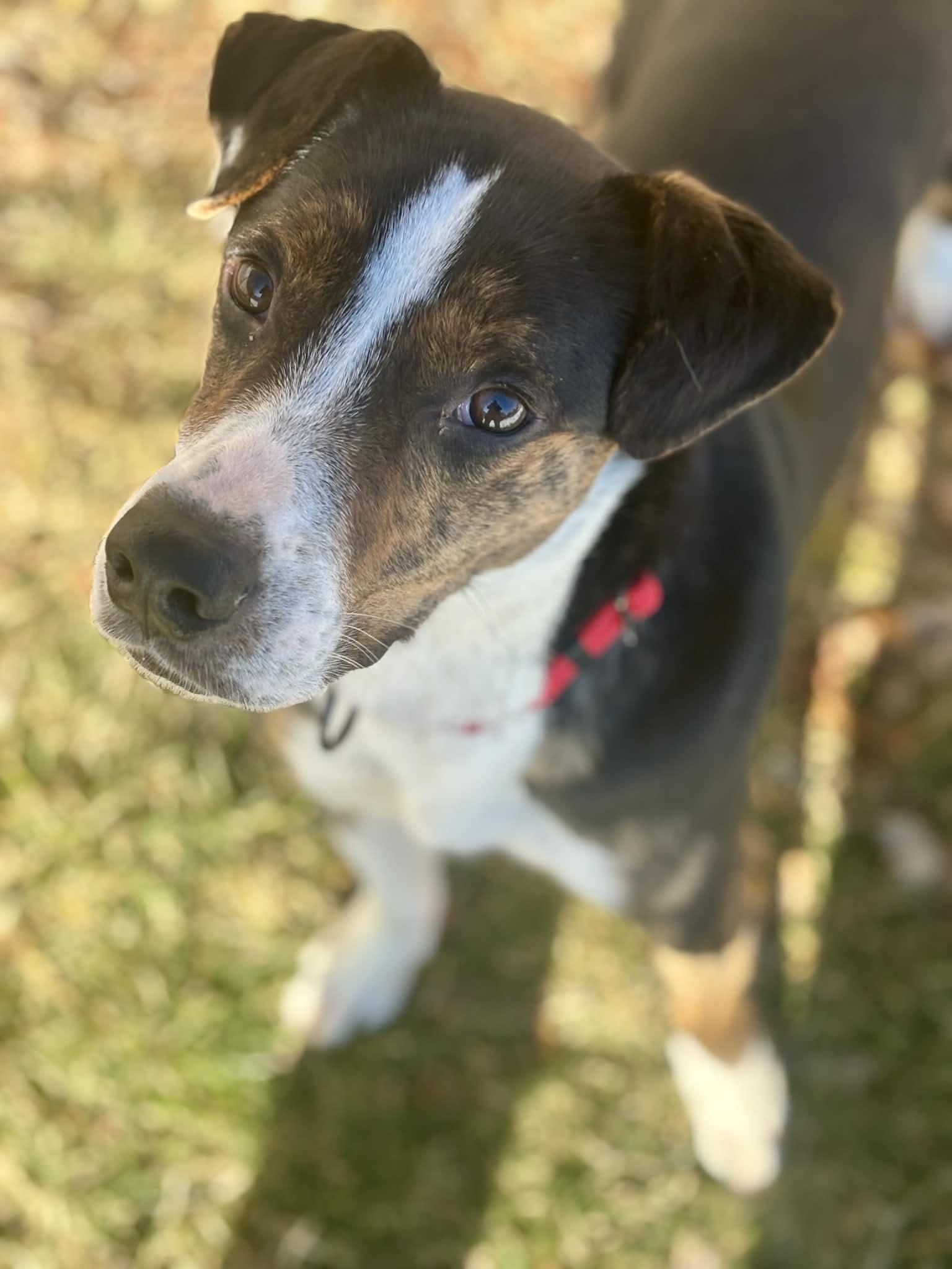 Enlarge Kyzer, an adoption pending mixed breed in Brunswick, ME image 4/4