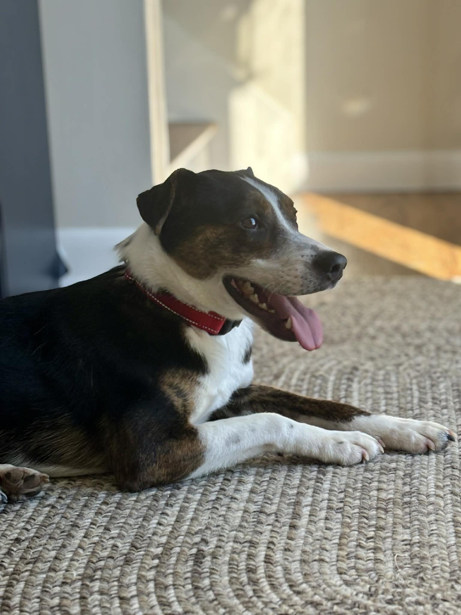 Enlarge Kyzer, an adoption pending mixed breed in Brunswick, ME image 2/4