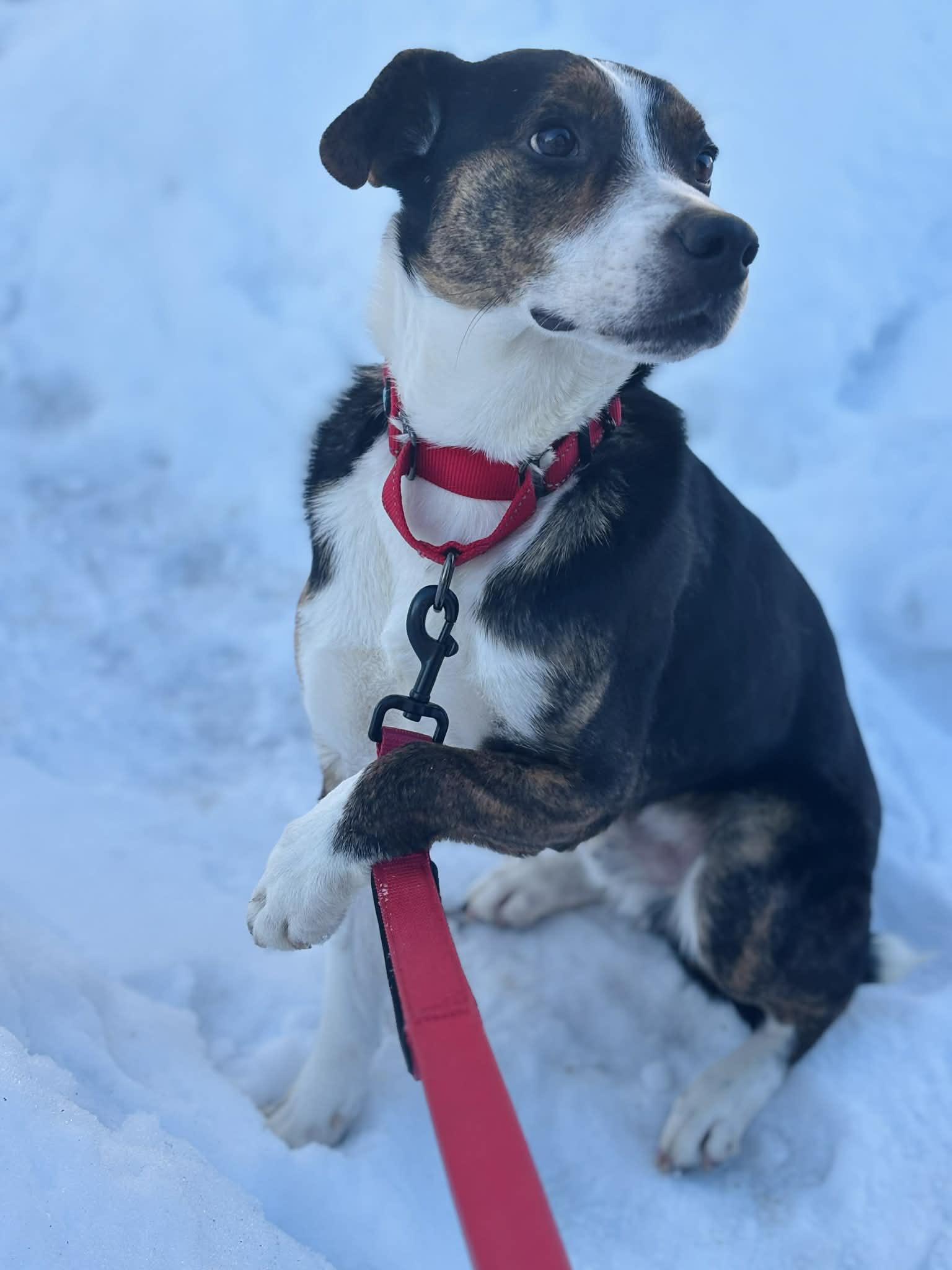 Enlarge Kyzer, an adoption pending mixed breed in Brunswick, ME image 1/4