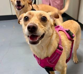 Enlarge Bella, a ADOPTABLE Chihuahua in Winter Haven, FL image 1/1