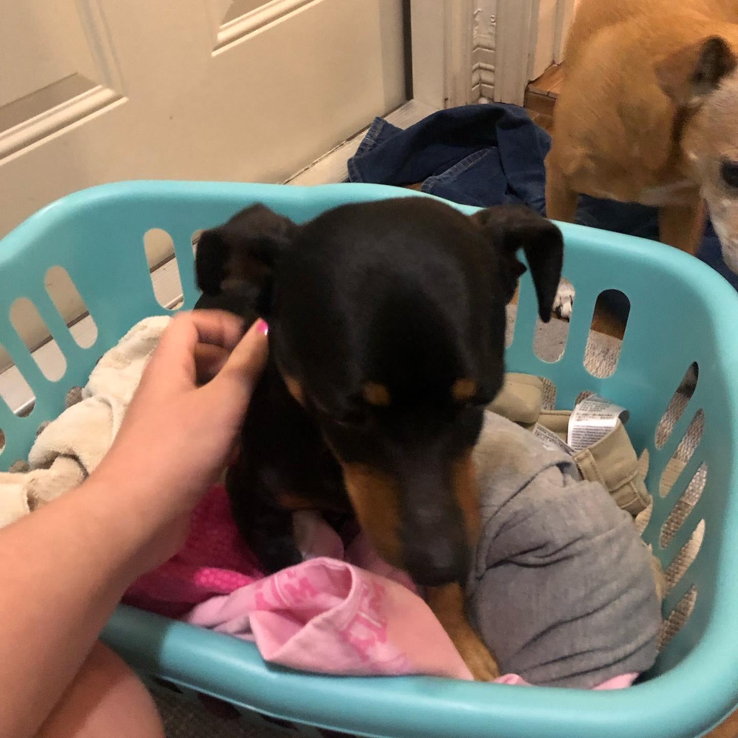 Nikko, Adopted, Senior Male Chihuahua & Dachshund.