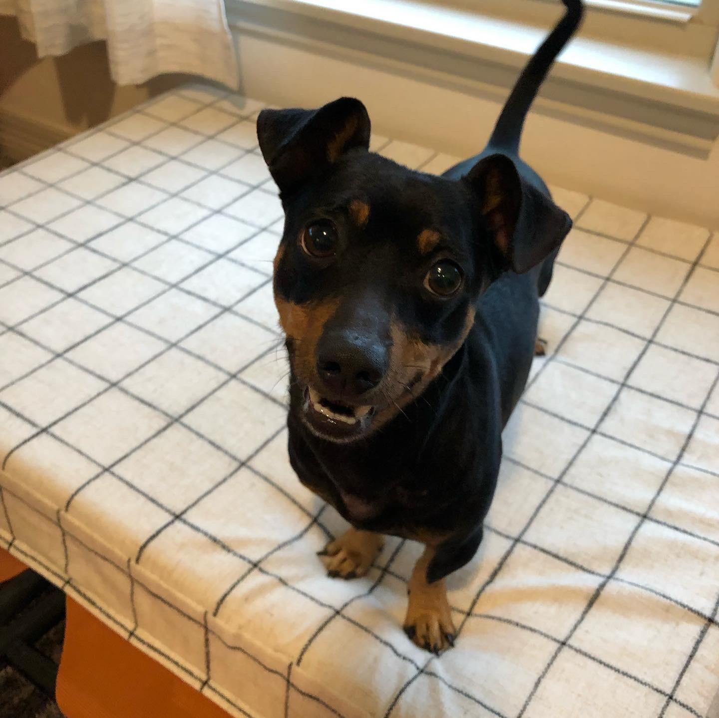 Enlarge Nikko, a Adopted mixed breed in Cuero, TX image 2/6