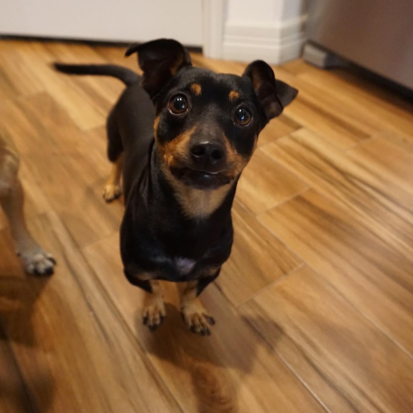 Enlarge Nikko, a Adopted mixed breed in Cuero, TX image 3/6