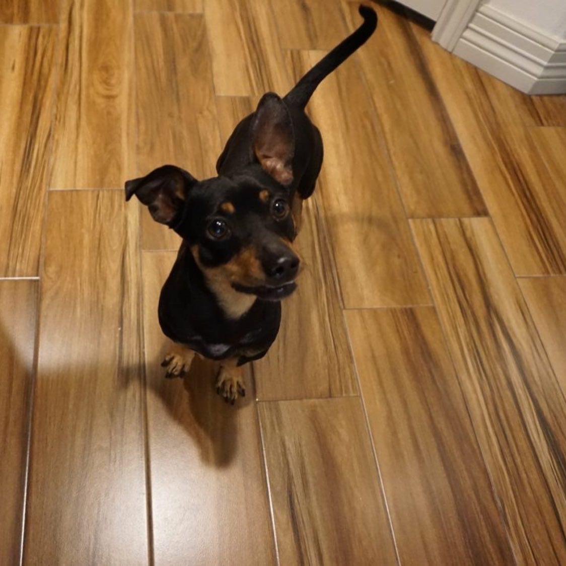 Enlarge Nikko, a Adopted mixed breed in Cuero, TX image 4/6