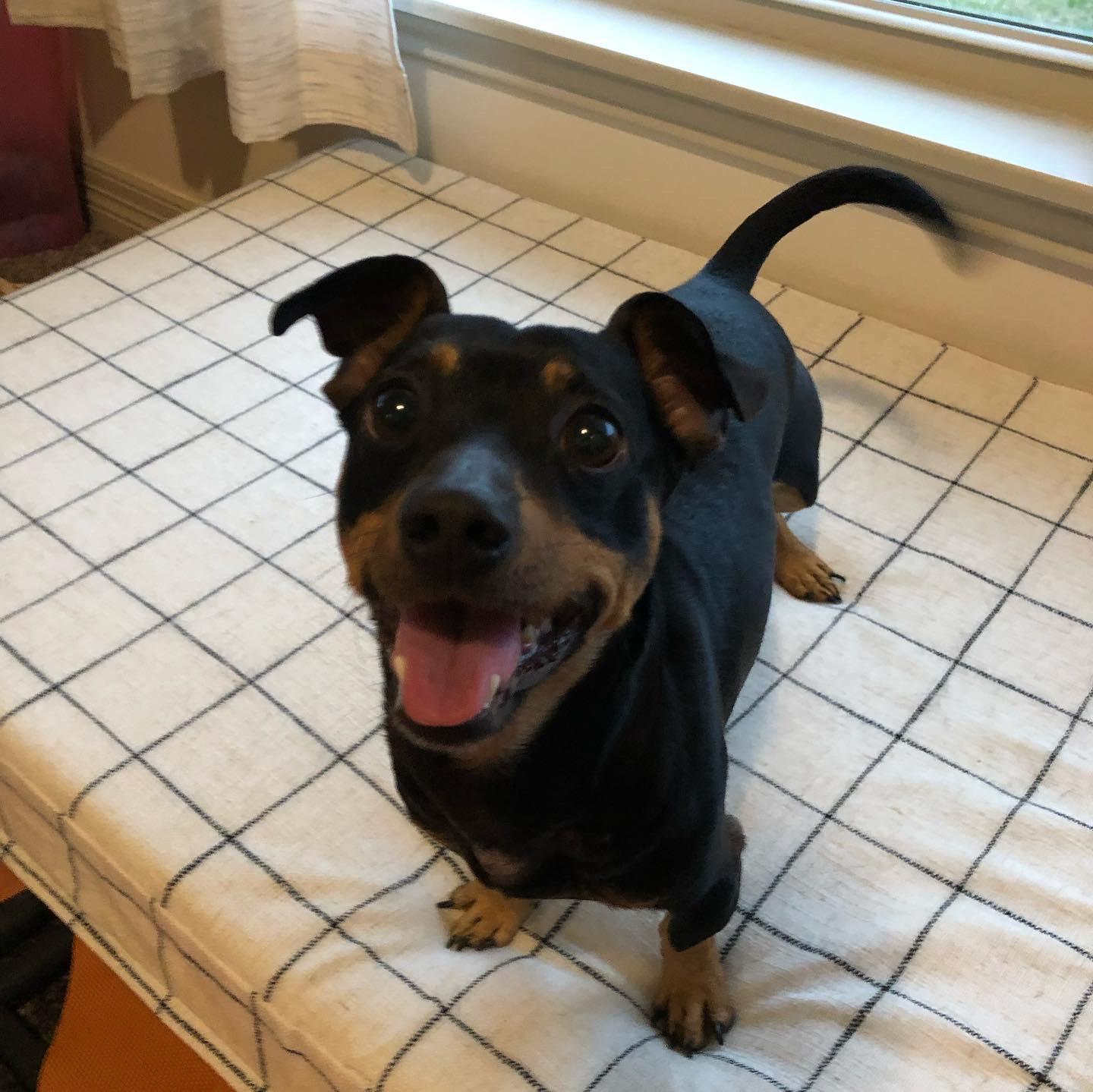 Enlarge Nikko, a Adopted mixed breed in Cuero, TX image 5/6