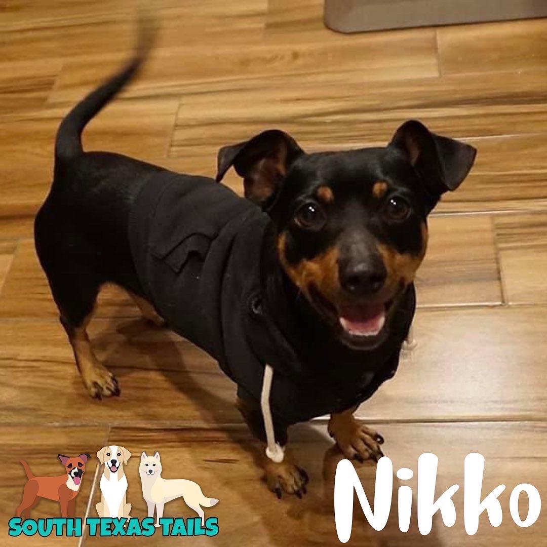 Enlarge Nikko, a Adopted mixed breed in Cuero, TX image 6/6