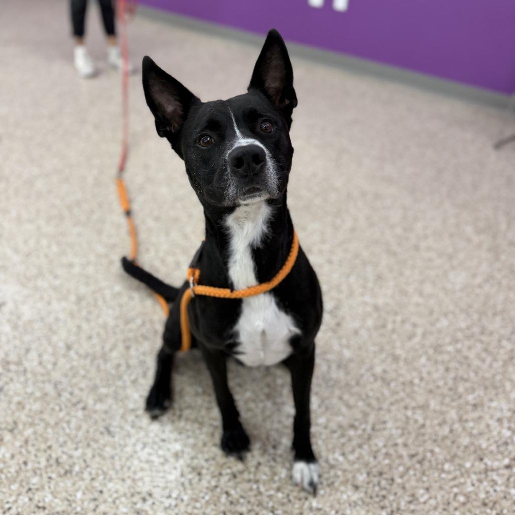 Enlarge Declan, a Adoptable mixed breed in Bullhead City, AZ image 1/3