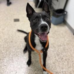 Enlarge Declan, a Adoptable mixed breed in Bullhead City, AZ image 2/3