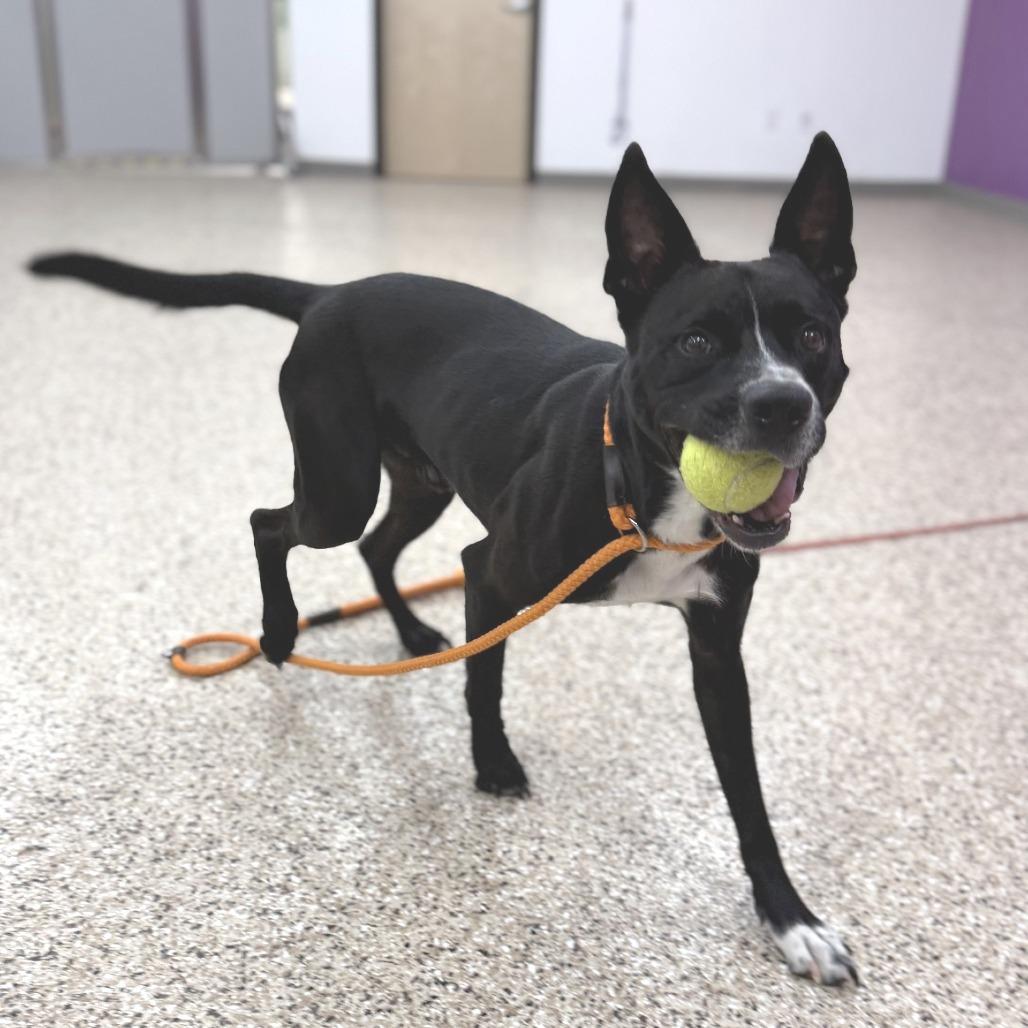 Enlarge Declan, a Adoptable mixed breed in Bullhead City, AZ image 3/3