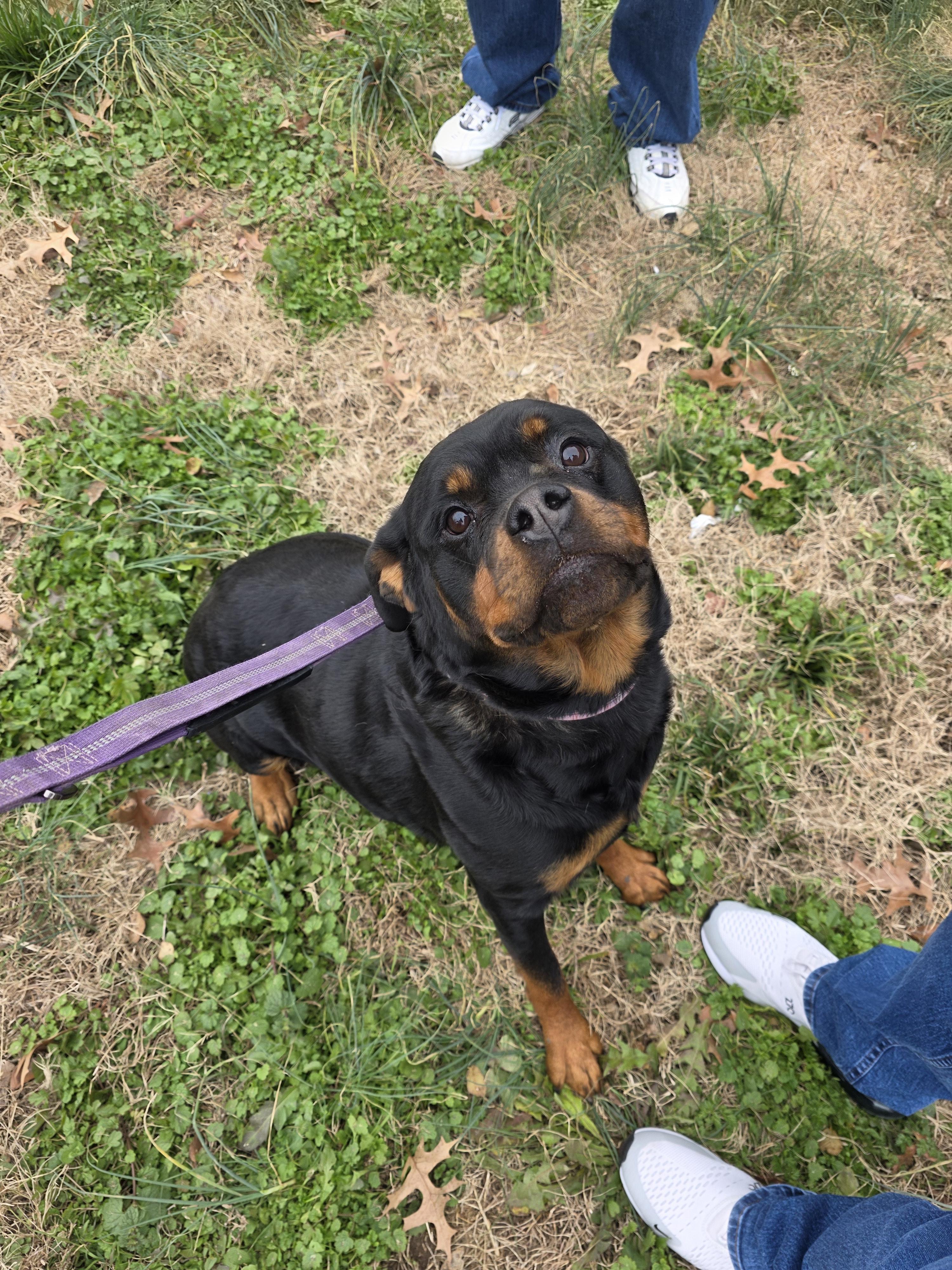 Enlarge Cynder, a Adoptable Rottweiler in Lincoln, NE image 2/2