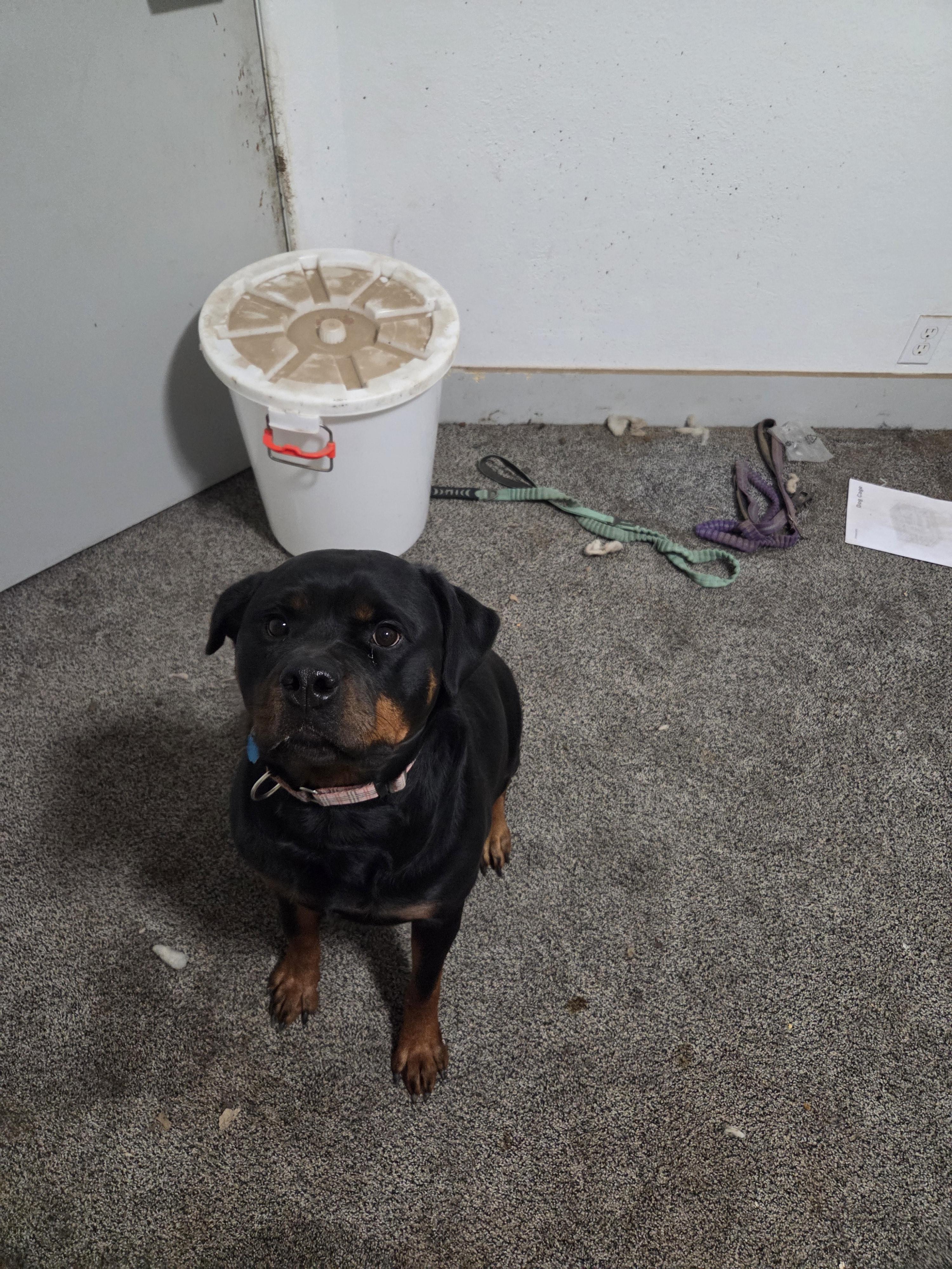 Cynder, a Adoptable Rottweiler in Lincoln, NE image 6/6