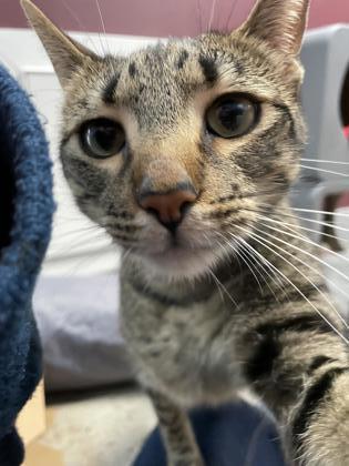 Enlarge Napoli - Available in Foster, a Adoptable Domestic Short Hair in Madison, NJ image 1/3