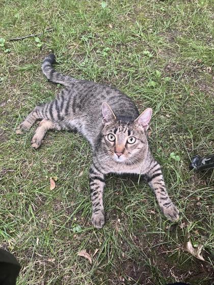 Enlarge Napoli - Available in Foster, a Adoptable Domestic Short Hair in Madison, NJ image 2/3