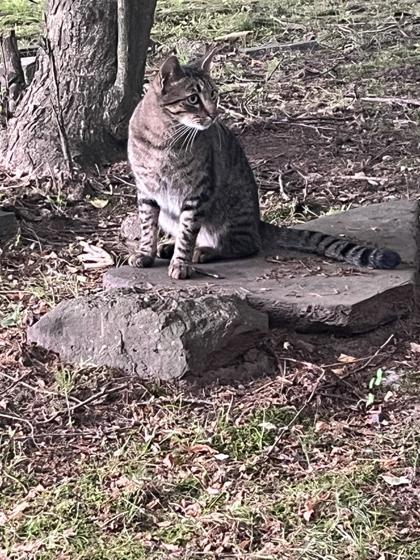 Enlarge Napoli - Available in Foster, a Adoptable Domestic Short Hair in Madison, NJ image 3/3