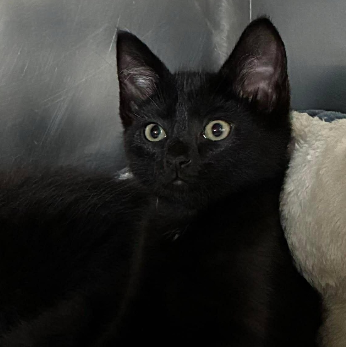 Enlarge Batman, a Adoptable mixed breed in Petersburg, IL image 3/5