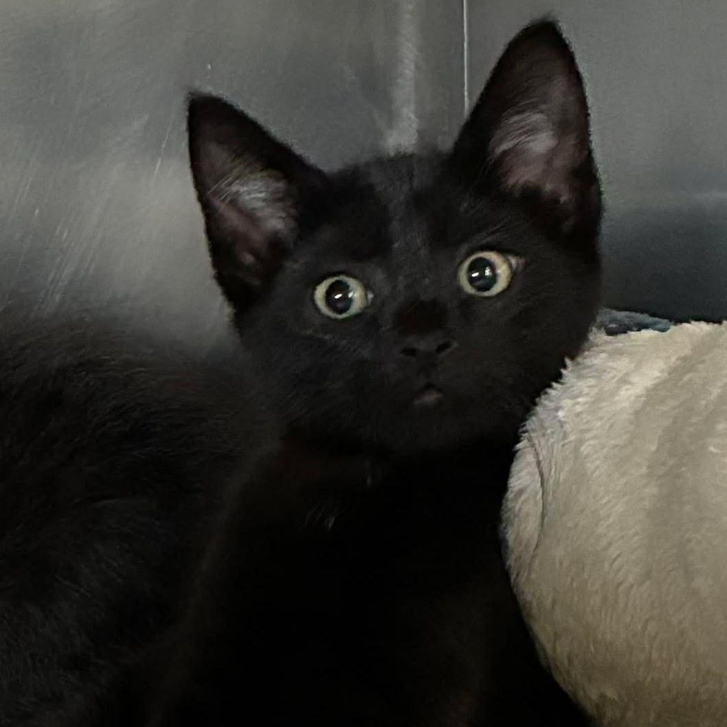 Batman, Adoptable, Kitten Male Domestic Short Hair.