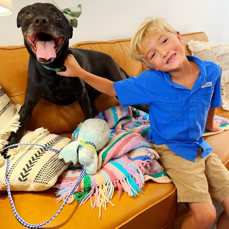 Dog for adoption Sadie Waller, a Staffordshire Bull Terrier