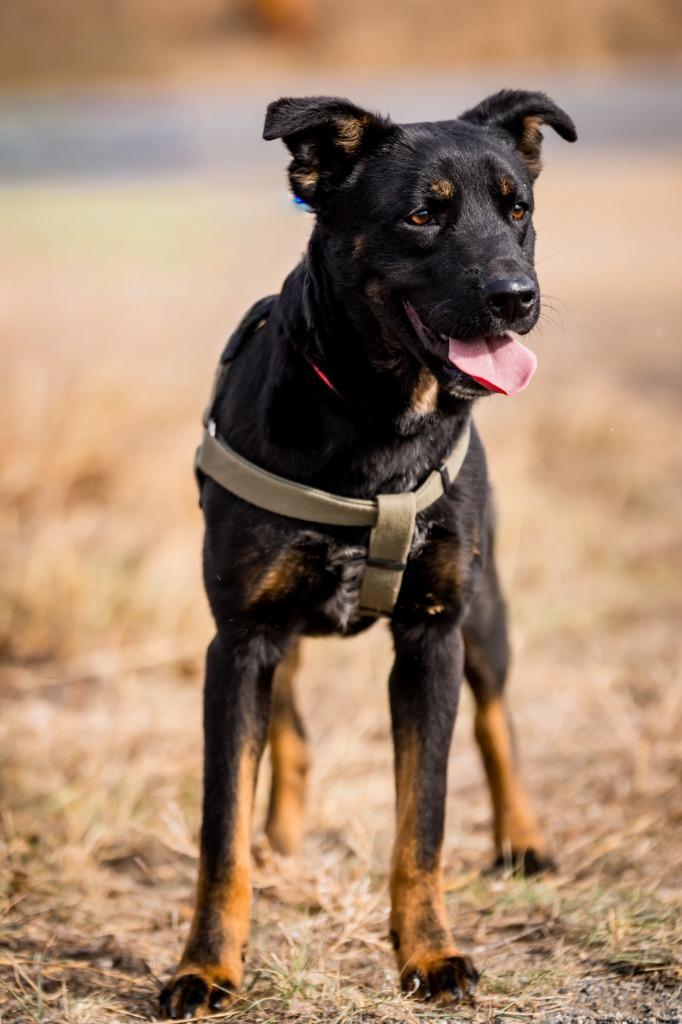 Enlarge Regis, a Adoptable mixed breed in Fort Lupton, CO image 1/6