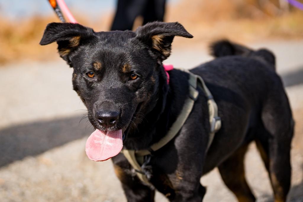 Enlarge Regis, a Adoptable mixed breed in Fort Lupton, CO image 2/6