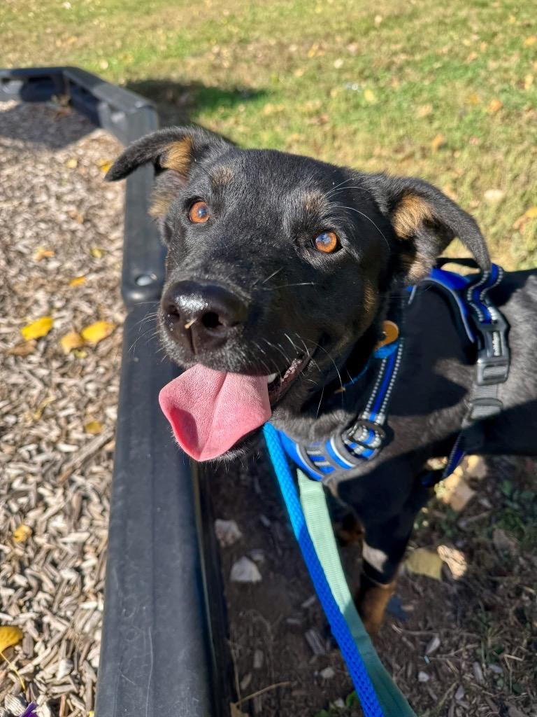 Enlarge Regis, a Adoptable mixed breed in Fort Lupton, CO image 3/6