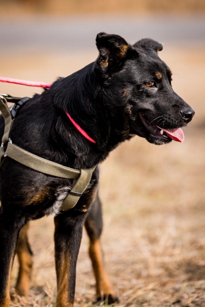 Enlarge Regis, a Adoptable mixed breed in Fort Lupton, CO image 4/6